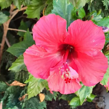 Ξενοδοχείο Koukouri